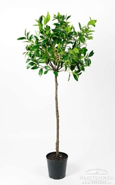 Искусственное "Лавровое дерево", 150 см, 7413-150