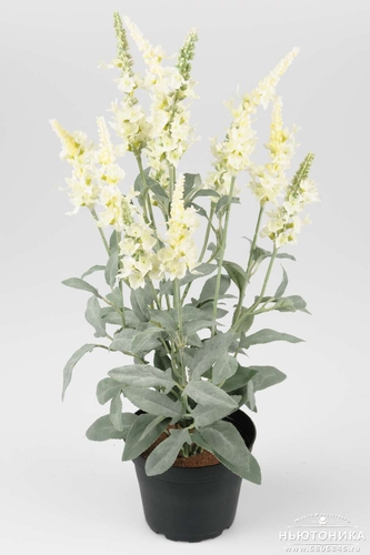 Искусственное растение "Вероника", 46 см