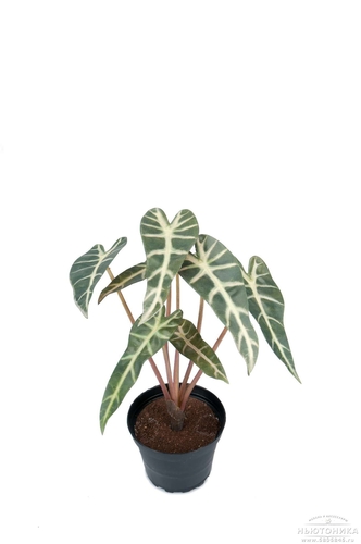 Искусственное растение "Алоказия", 30 см