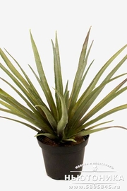 Искусственное растение "Агава", 25 см, 2785-90-1
