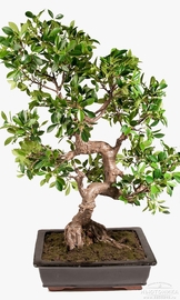 Искусственное дерево "Бонсай", 90 см, 5710-90-1