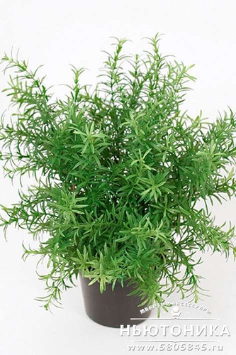 Искусственное растение "Аспарагус"