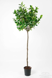 Искусственное "Лавровое дерево", 180 см, 7413-180