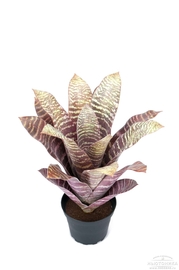 Искусственное растение "Бромелия", 30 см, 9009-42-1