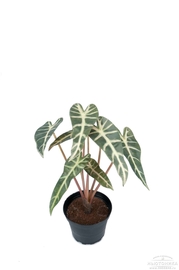 Искусственное растение "Алоказия", 30 см, 9014-90-1