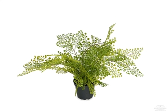 Искусственное растение "Адиантум", 30 см, 9106-90-1