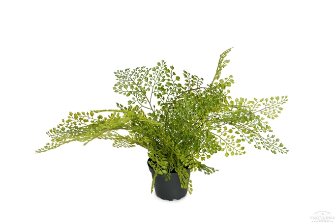 Искусственное растение "Адиантум", 30 см